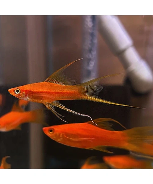 xiphophorus helleri sværdrager Rød Lyretail (loongfinn) 1 stk