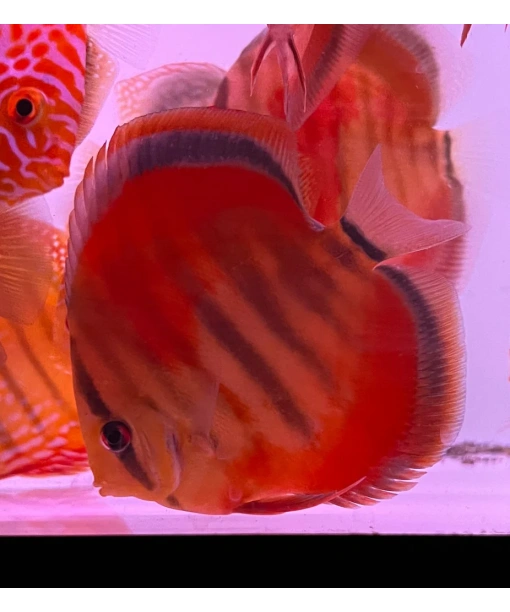 Discus ICA red heckel cross 6-8 cm