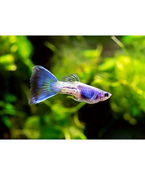 guppy Blue Sapphire par (han/hun)