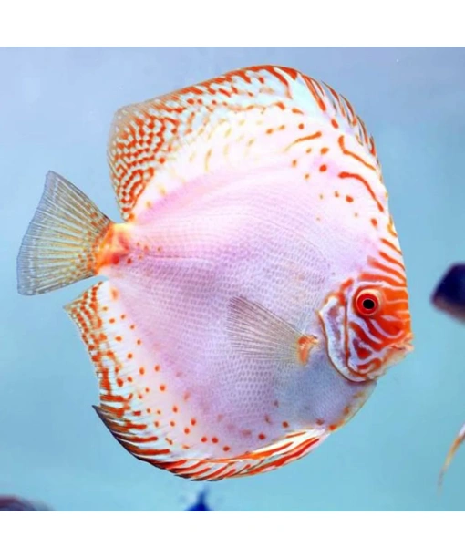 Discus White butterfly 8-10 cm