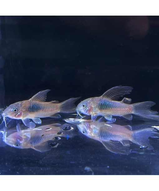 Corydoras  aeneus kobber Longfinn