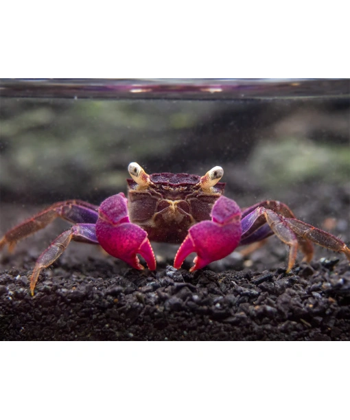 Geosesarma sp. Bogorensis - purple/lilla 1 stk
