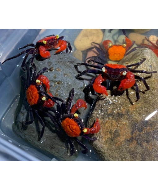 Geosesarma sp. Hagen - Red devil 1 stk