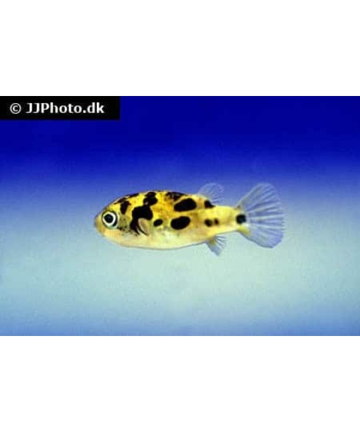 Dværg kuglefisk “Carinotetraodon travancoricus”