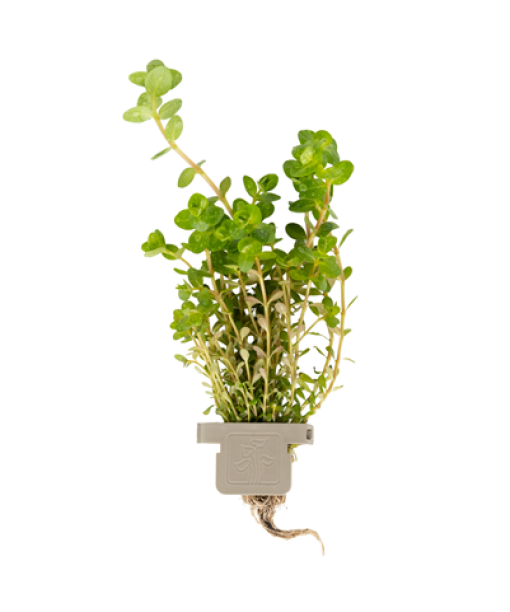 Rotala rotundifolia clips