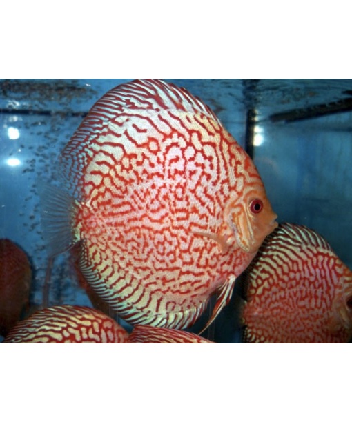 Discus Red Stardust 6-8 cm