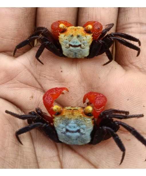 Geosesarma sp. Nigripes - red arm 1 stk