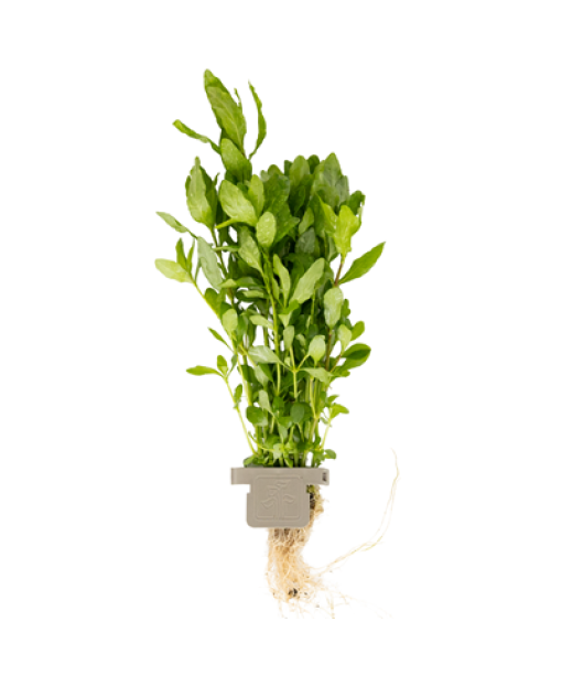 Hygrophila polysperma Clips