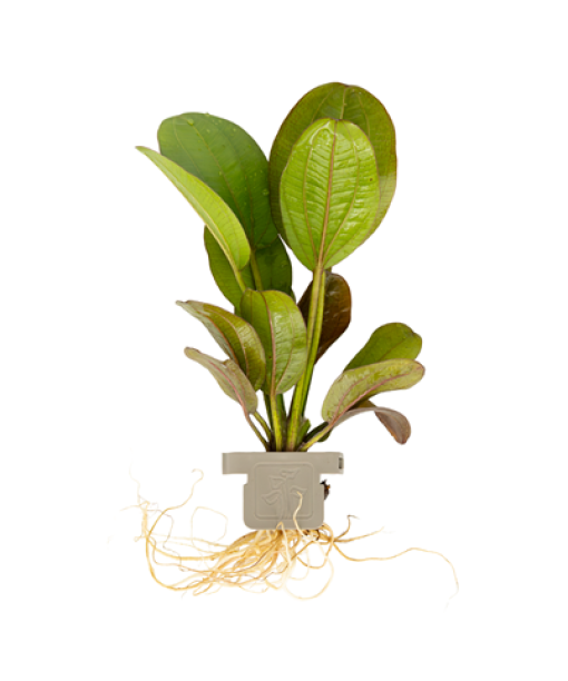 Echinodorus 'Reni' clips
