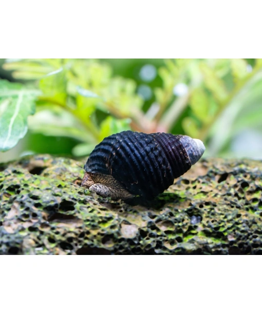 tylomelania zemis - Mini Gold spot elefant snegl (blir max 3-3,5 cm )