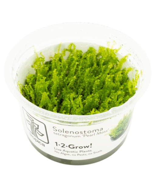 In-vitro Solenostoma tetragonum 'Pearl Moss'