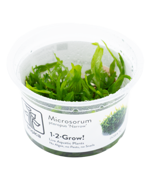 In-vitro Microsorum pteropus 'Narrow'