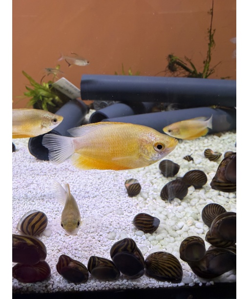 Trichogaster chuna - Special