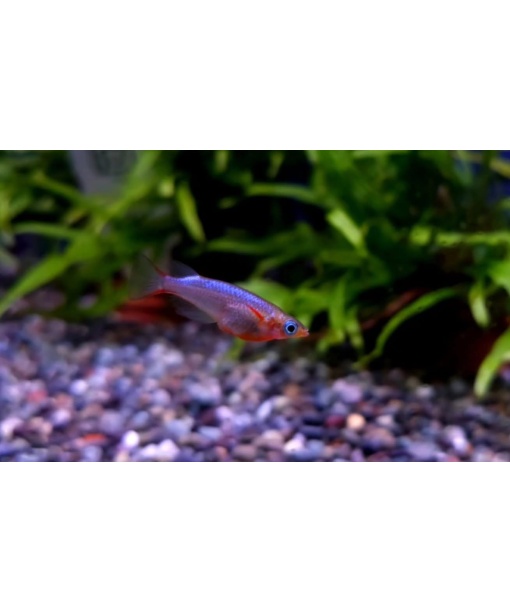 Oryzias woworae Risfisk " neon"