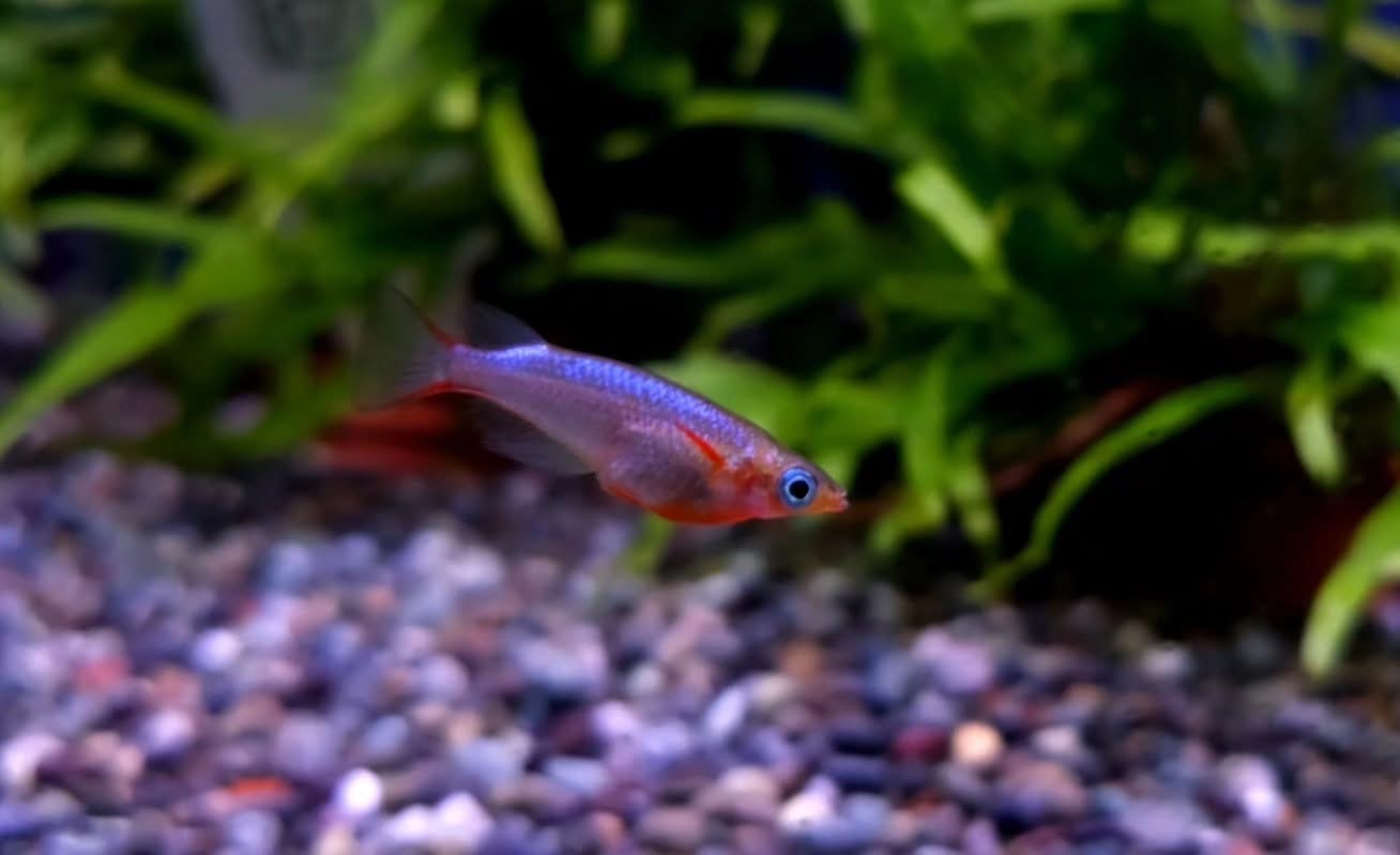 Oryzias woworae Risfisk " neon"