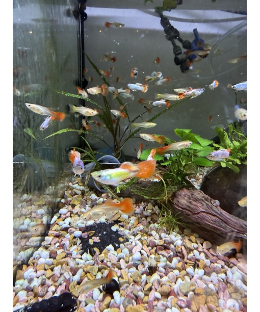 Guppy Platinum Redtail 1 stk