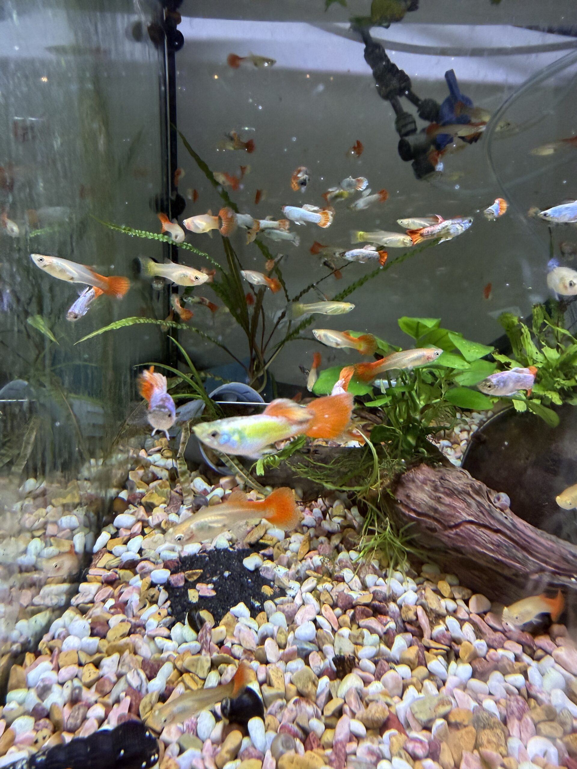 Guppy Platinum Redtail 1 stk
