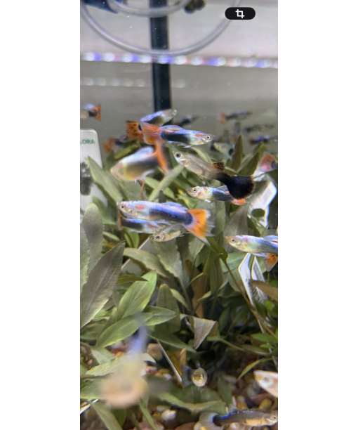 Guppy Turquise redtail 1 stk