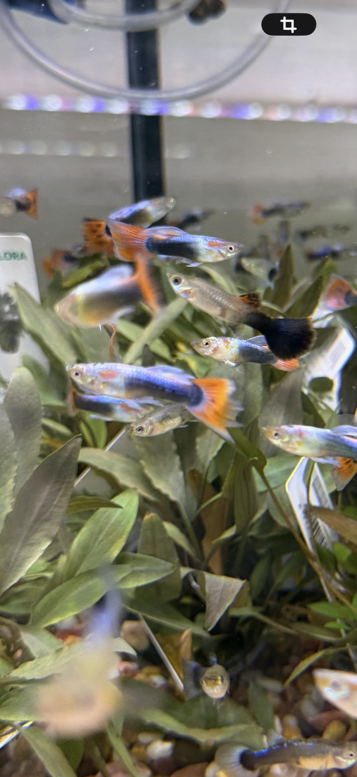 Guppy Turquise redtail 1 stk