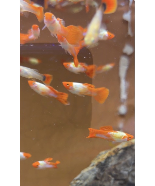 Guppy red cap koi par (han/hun)