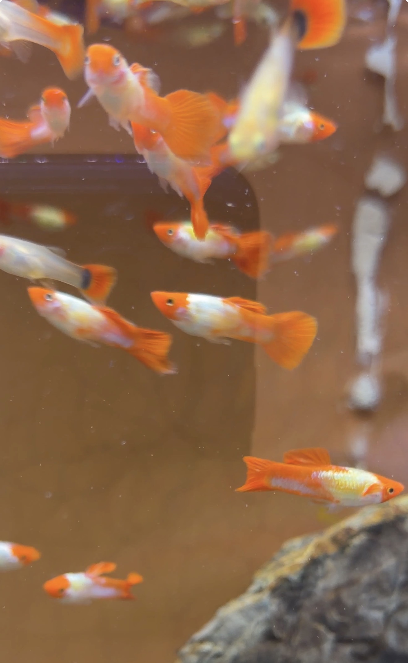 Guppy red cap koi 1 stk