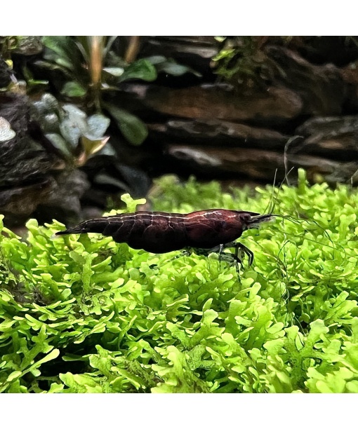 Neocaridina davidi - Black rose 1 stk