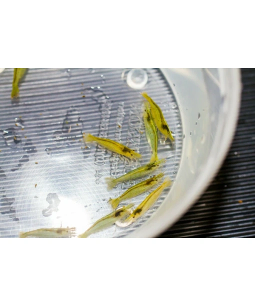 Caridina Babaulti - Indian Green