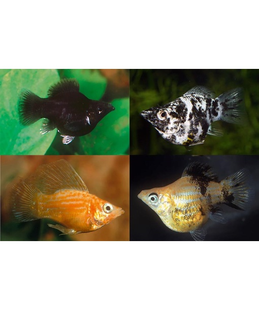Poecilia sphenops – Ballon molly mix 1 stk