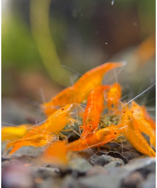 Neocaridina davidi - Orange sunkist OE *** pris fald****