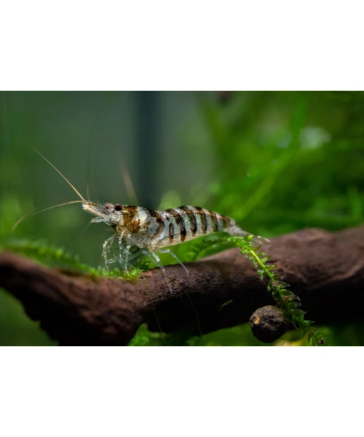 Caridina Babaulti - Indian Zebra