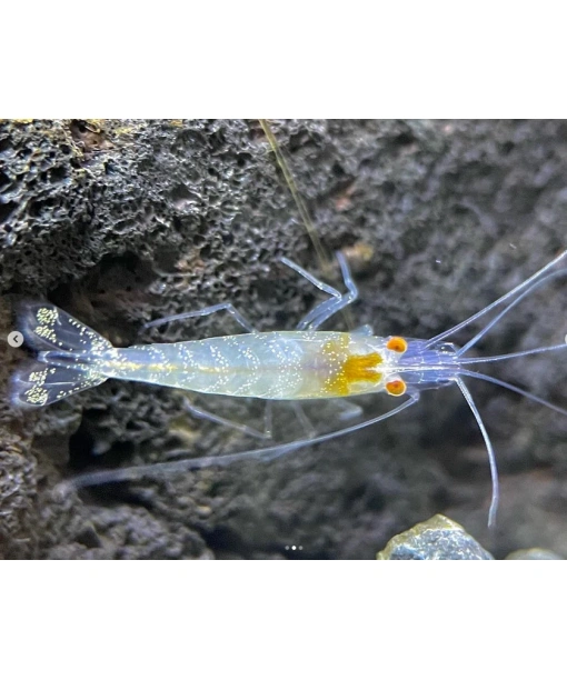 Caridina Babaulti - Indian Zebra White "nogle med OE"