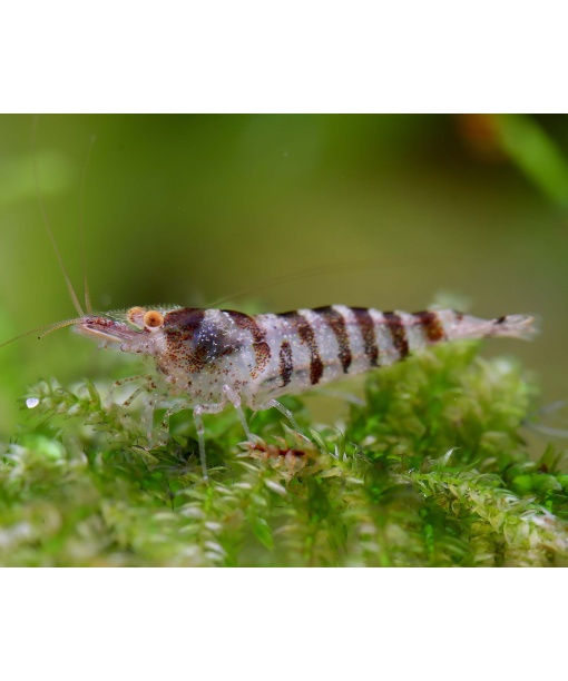 Caridina Babaulti - Indian Zebra "nogle med OE"