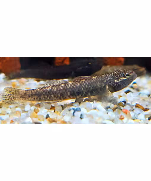 Rhinogobius sp. Strawbeery Goby