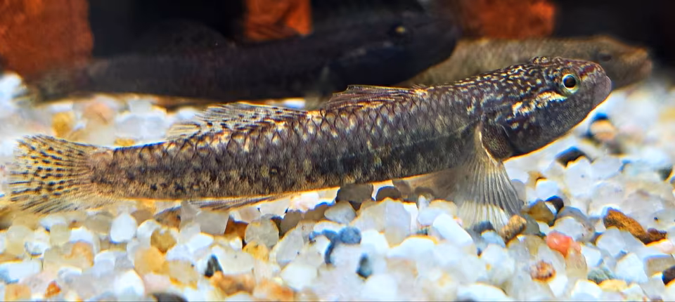 Rhinogobius sp. Strawbeery Goby