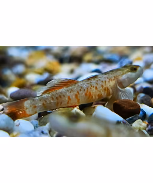 Rhinogobius rubromaculatus  "Flame" Goby