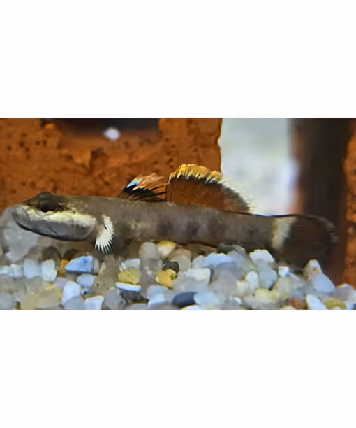Rhinogobius sp. White edge Goby "sjælden"