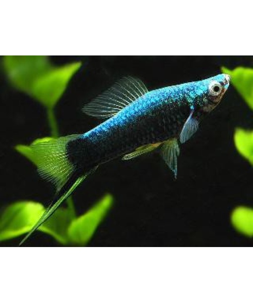 xiphophorus helleri sværdrager Sort  1 stk