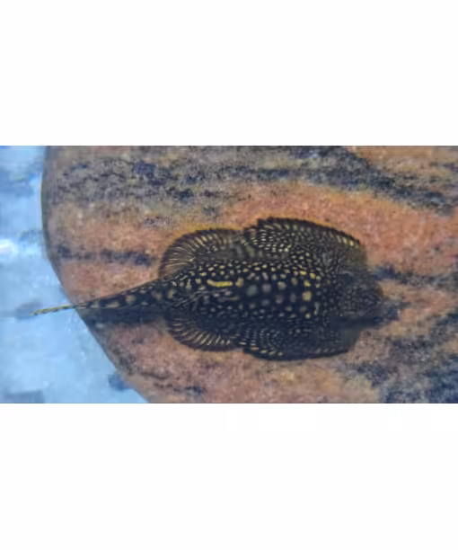Sewellia Marmorata