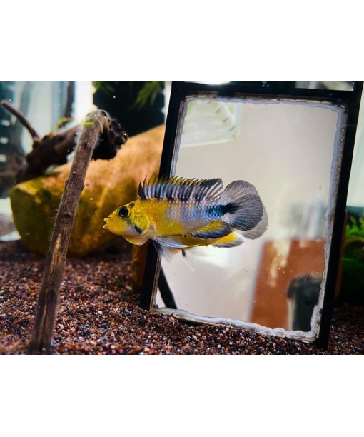 apistogramma rositae f1