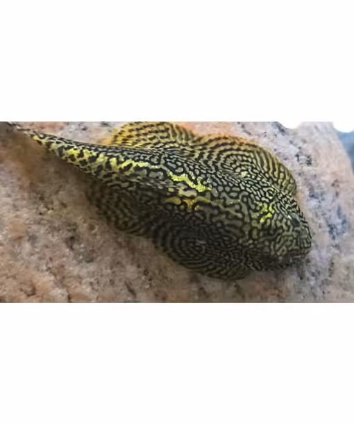 Sewellia albisuera
