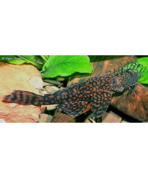 L528 Ancistrus sp. rio paraguay