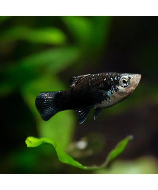 Xip maculatus Black 1 stk