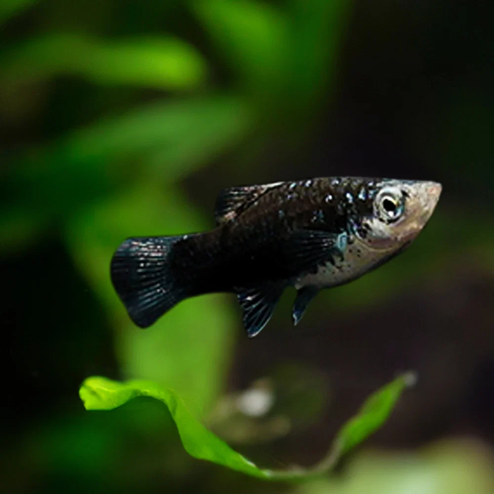Xip maculatus Black 1 stk
