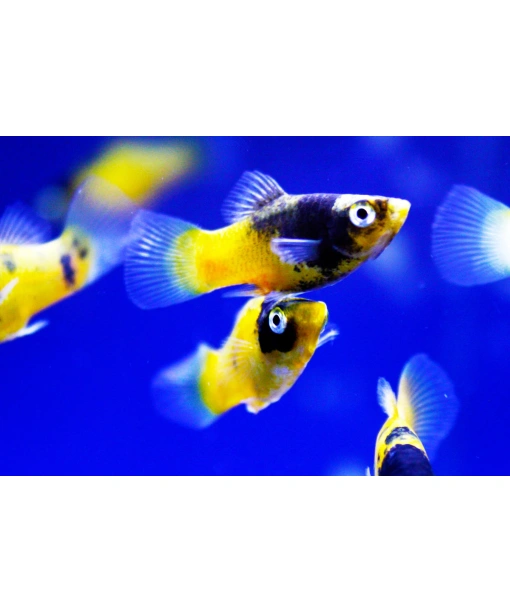 Xip maculatus Bumble Bee 1 stk