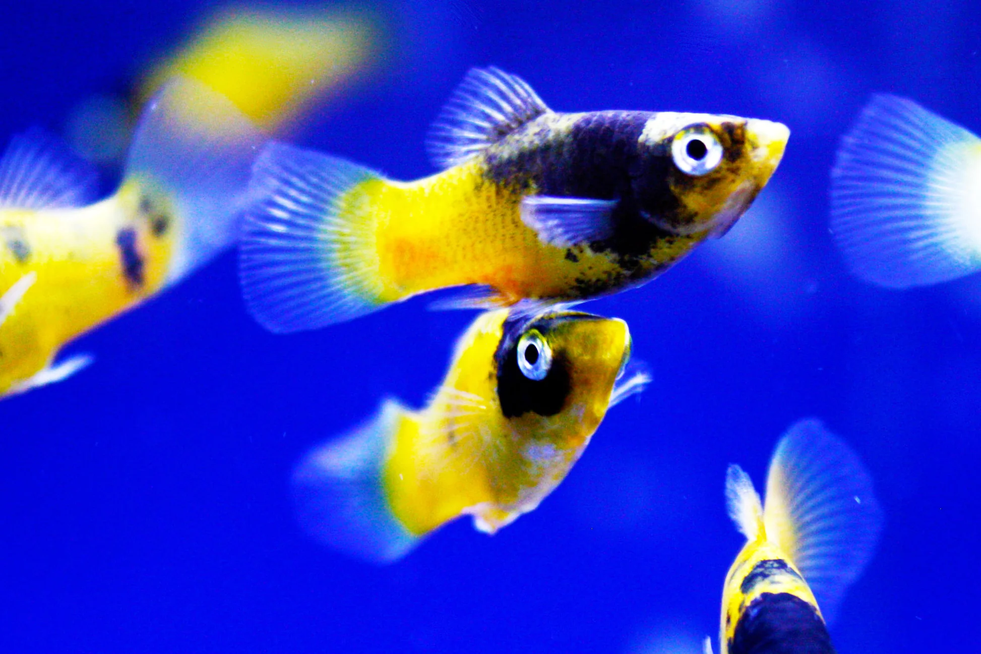Xip maculatus Bumble Bee 1 stk