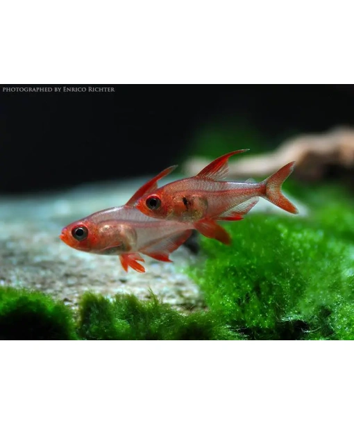 Hyphessobrycon sweglesi - røde phantom tetra