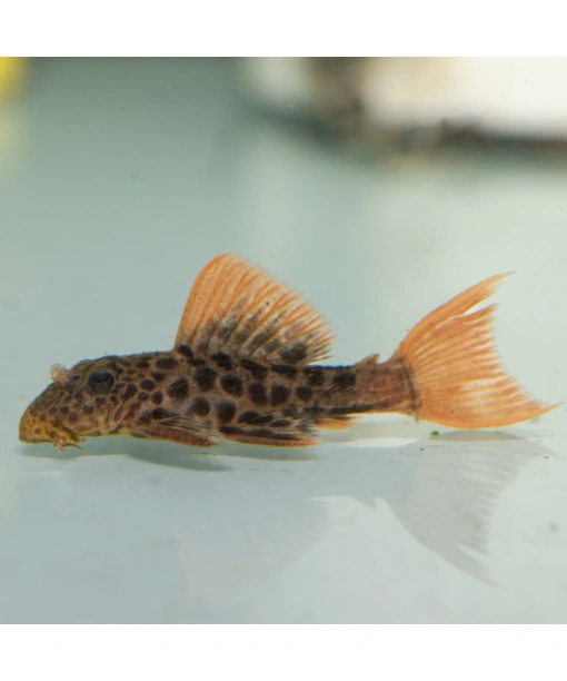 L600 Pseudacanthicus leopardus F1 opdræt
