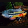Apistogramma elizabethae " red belly" 1 stk