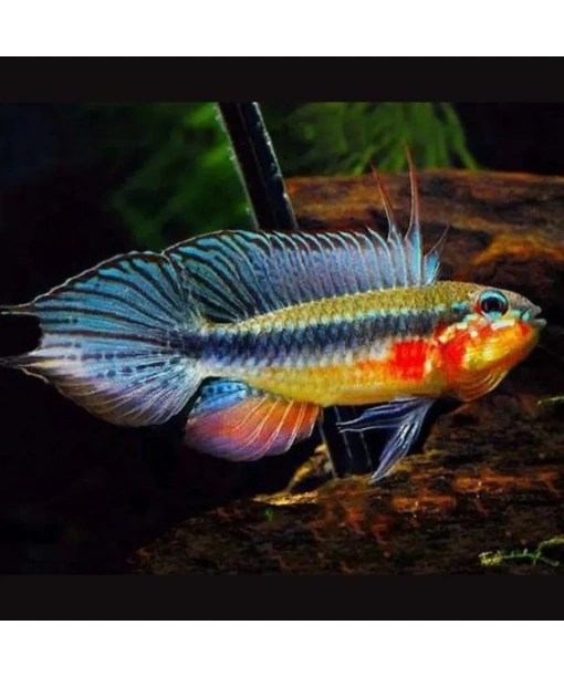 Apistogramma elizabethae " red belly" 1 stk