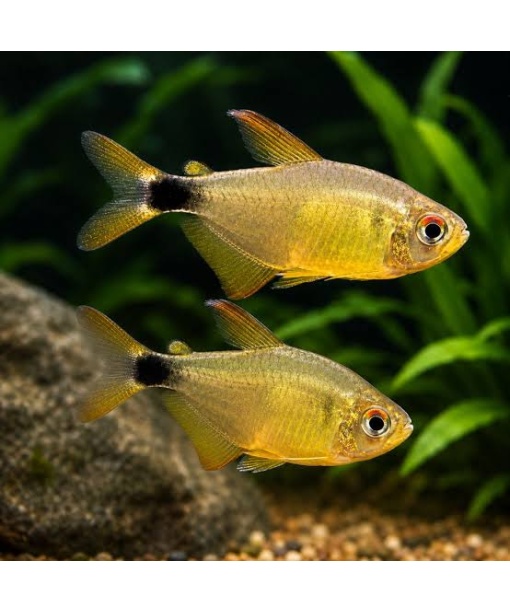 Hyphessobrycon heliacus - Kitty tetra 1 stk